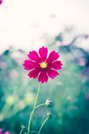 The beauty of Cosmos Flower Field.の写真素材