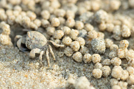 Sea crab on the beach.の写真素材