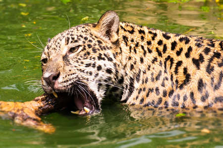 Leopard is happy in nature.の写真素材
