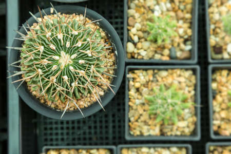 Home and garden decoration with cactus.