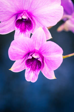 Beautiful pink orchid in Thailand.