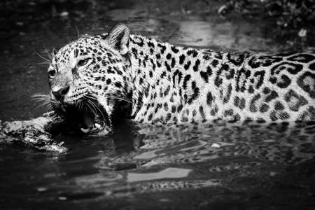Leopard is happy in nature black and white.の写真素材