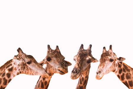 Giraffe on a white background.の写真素材