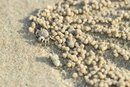 crab are on the beach.の写真素材