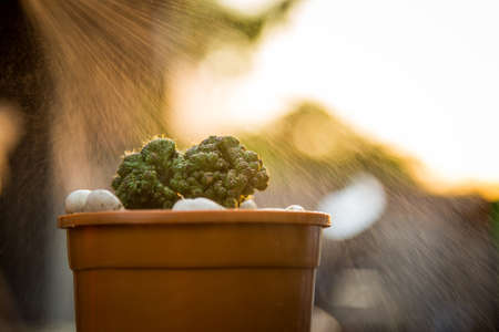 Home and garden decoration with cactus.の写真素材