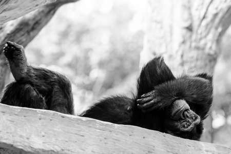 Orangutan on a white background.の写真素材