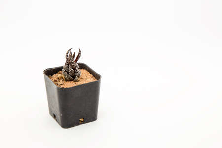 Cactus on a white background.
