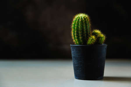 Design and interior with cactus.の写真素材
