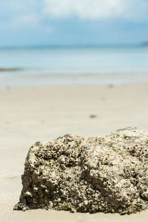 Fossils shells and rocks on the beach.