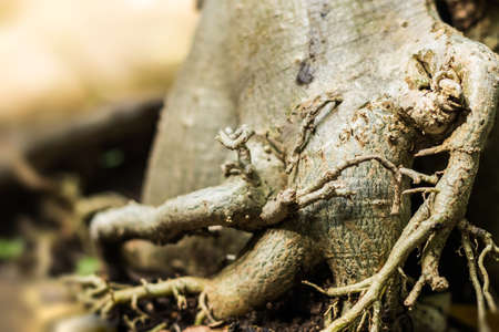 Big tree in the forest.の写真素材