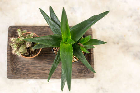 Home and garden decoration with cactus.の写真素材