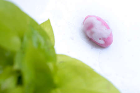 Pink soap on a white background.の写真素材
