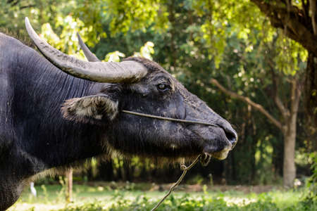 Buffalo is eating grass in the garden.の写真素材