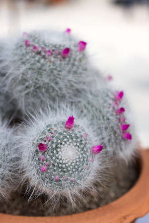 Home and garden decoration with cactus.の写真素材