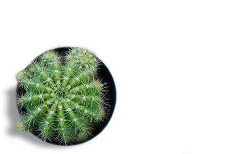 cactus on a white blackground.の写真素材