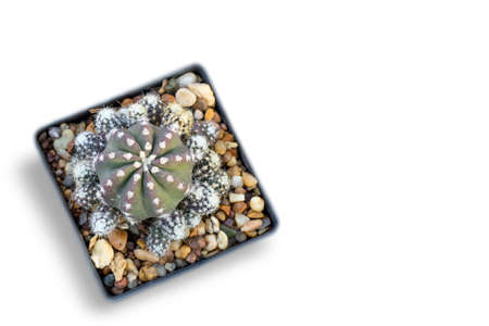 cactus on a white blackground.の写真素材