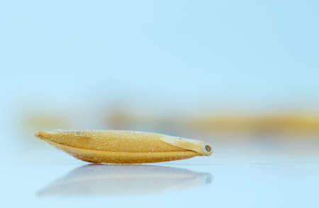 Paddy seed on a white background.