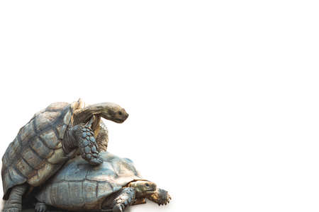 African Spurred Tortoise Breeding on white background.