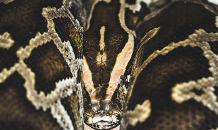 Close Up' Head of a big boa in Thailand