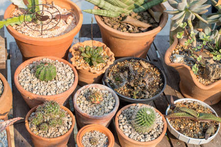 Home and garden decor with cactus.