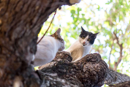 Two cats are running on a tree.の写真素材