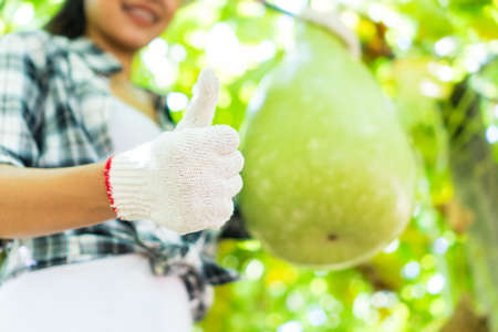 Farmers are checking the quality of agricultural products.の写真素材