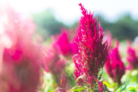 Red cockscomb flowers that are blooming look beautiful.の写真素材