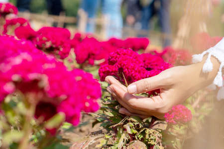 Red cockscomb flowers that are blooming look beautiful.