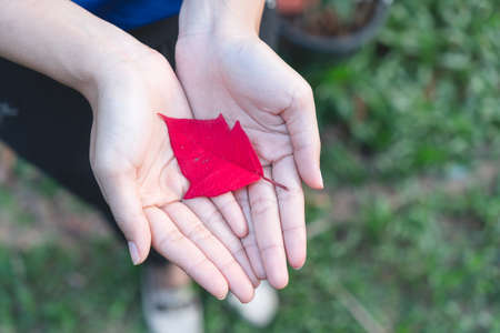 Bright red leaves on the hands of womenの写真素材