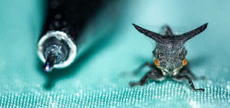 Close Up' Small insect and lovely.の写真素材