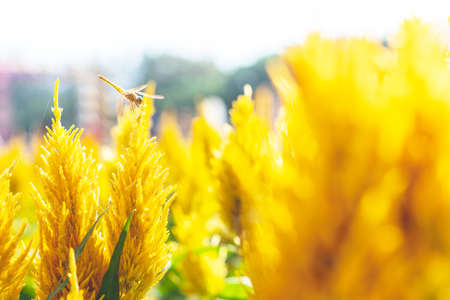 Garden of yellow cockscomb flowers are blooming beautifully.の写真素材