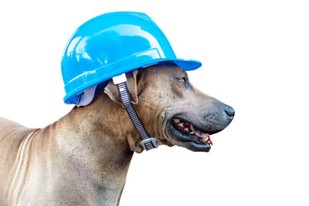 Dogs wear a helmet for construction work.の写真素材
