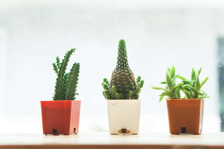 The cactus plant is decorated at the edge of the window.