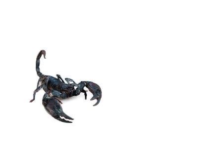The big black scorpion is poisonous.の写真素材