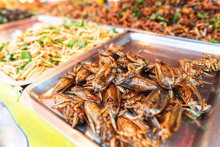 Crispy insects on the street in the market in Thailandの写真素材