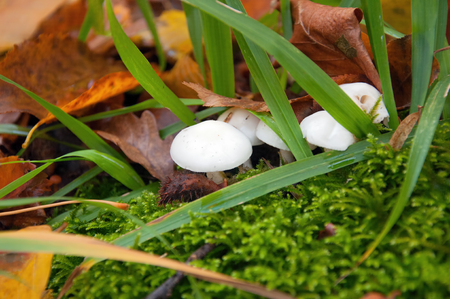 The white mushrooms in the forest under autumn leavesの写真素材