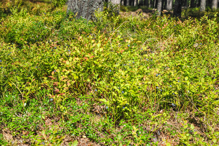 A glade of blueberries growing under the trees in the forest. Summer berry full of vitaminsの写真素材