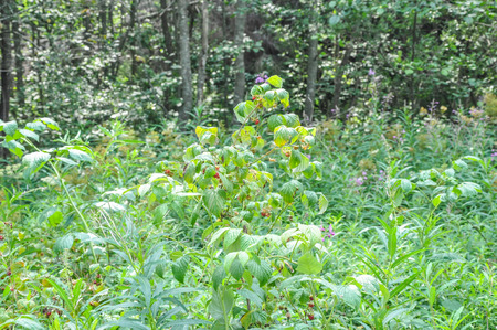 Wild raspberries grow in the forest. Summer berryの写真素材
