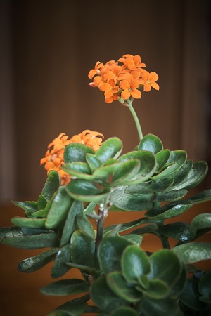 houseplant kalanchoe blossfeldiana with orange flowers closeupの写真素材