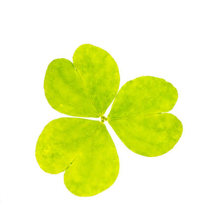 green leaf isolated on whiteの写真素材
