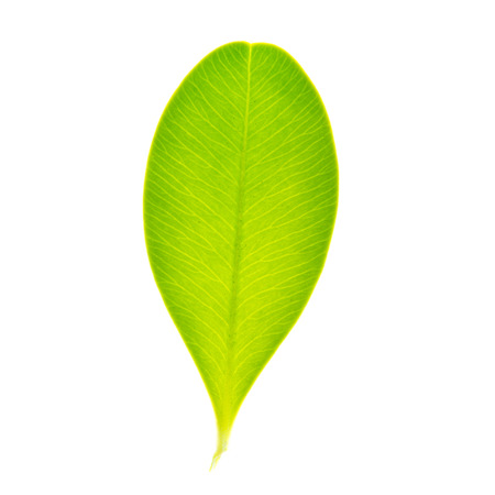 green leaf isolated on whiteの写真素材