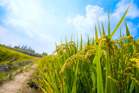 paddy field with blue skyの写真素材