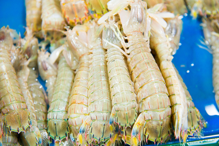 Mantis Shrimpの写真素材