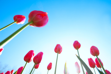 Fresh colorful tulipsの写真素材