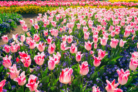 Fresh colorful tulipsの写真素材