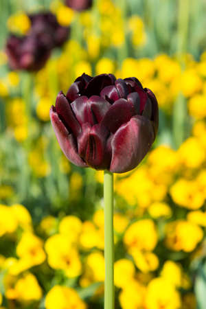 Fresh colorful tulipsの写真素材