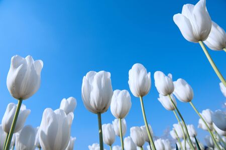 Fresh colorful tulipsの写真素材