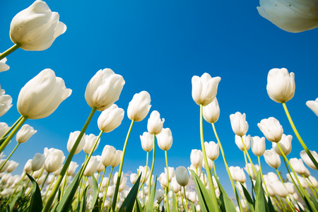 Fresh colorful tulipsの写真素材