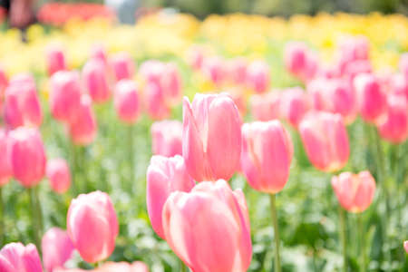 Fresh colorful tulipsの写真素材