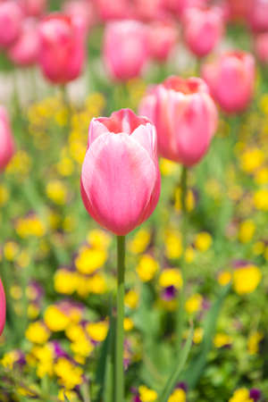 Fresh colorful tulips